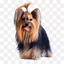 约克郡猎犬,澳大利亚丝毛猎犬,澳大利亚猎犬,莫基小狗,梳妆打扮。-空若网 约克郡猎犬,澳大利亚丝毛猎犬,澳大利亚猎犬,莫基小狗,梳妆打扮。-空若网