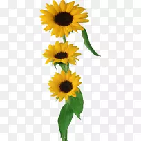 花束刷礼物-向日葵-空若网 花束刷礼物-向日葵-空若网
