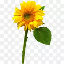 ��ͨ���տ�������-���տ�-������