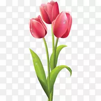 郁金香花束夹艺术-郁金香-空若网 郁金香花束夹艺术-郁金香-空若网