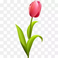 郁金香花束夹艺术-郁金香-空若网 郁金香花束夹艺术-郁金香-空若网