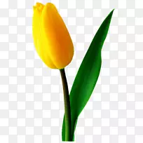 开花植物郁金香芽植物茎郁金香-空若网 开花植物郁金香芽植物茎郁金香-空若网