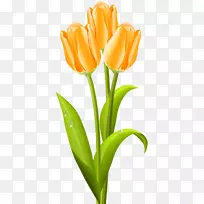 郁金香花束夹艺术-郁金香-空若网 郁金香花束夹艺术-郁金香-空若网