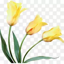 郁金香切花黄郁金香-空若网 郁金香切花黄郁金香-空若网