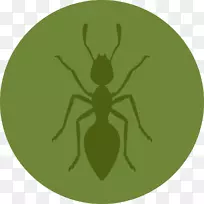 养蚁笼昆虫黑花园蚁卵鉴定-空若网 养蚁笼昆虫黑花园蚁卵鉴定-空若网