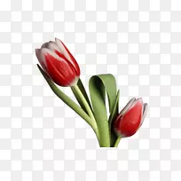 花束郁金香桌面壁纸-郁金香-空若网 花束郁金香桌面壁纸-郁金香-空若网