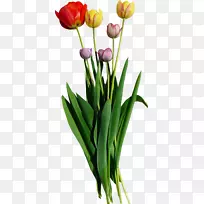 切花郁金香狂热郁金香-空若网 切花郁金香狂热郁金香-空若网