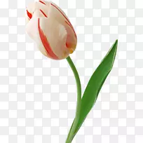 郁金香花夹艺术-郁金香-空若网 郁金香花夹艺术-郁金香-空若网