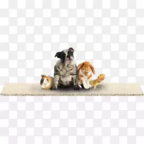 地毯木地板瓦-所有宠物-空若网 地毯木地板瓦-所有宠物-空若网