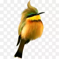 鸟类png图片剪辑艺术图像adobe Photoshop-鸟主题-空若网 鸟类png图片剪辑艺术图像adobe Photoshop-鸟主题-空若网