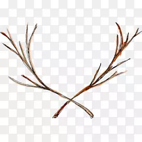 Сֲ֦�ﾥҶϵ��.��ħ֦-������