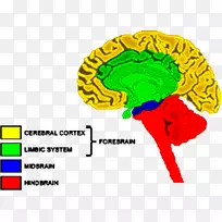 前脑后脑神经系统大脑-马神经系统-空若网 前脑后脑神经系统大脑-马神经系统-空若网