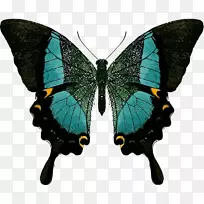 蝶对称燕尾.分界线周期表-空若网 蝶对称燕尾.分界线周期表-空若网