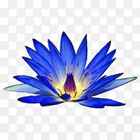 埃及莲花百合-空若网 埃及莲花百合-空若网