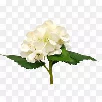 绣球切花花型栀子红丝绣球花-空若网 绣球切花花型栀子红丝绣球花-空若网