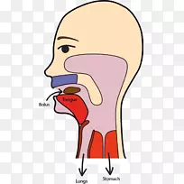 摄食食物的夹术-吞咽部分-燕子解剖-空若网 摄食食物的夹术-吞咽部分-燕子解剖-空若网