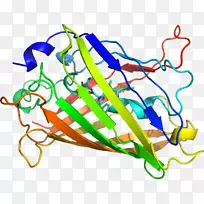 剪贴画线有机体产品点荧光水母Aequorea-空若网 剪贴画线有机体产品点荧光水母Aequorea-空若网