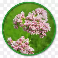 缬草提取物药用植物.甘菊茶的副作用-空若网 缬草提取物药用植物.甘菊茶的副作用-空若网