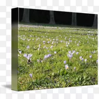 地被野花开花植物薰衣草.艾米丽可打印的卧室标志-空若网 地被野花开花植物薰衣草.艾米丽可打印的卧室标志-空若网