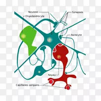 神经系统神经胶质细胞图-神经元-空若网 神经系统神经胶质细胞图-神经元-空若网