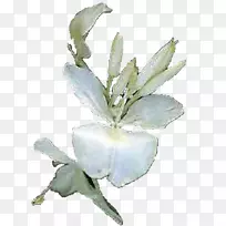 花植物花瓣蝴蝶和蛾-拉哈巴纳古巴-空若网 花植物花瓣蝴蝶和蛾-拉哈巴纳古巴-空若网