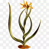 花卉设计剪贴画-空若网 花卉设计剪贴画-空若网