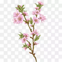 杏花插花艺术形象-杏花-空若网 杏花插花艺术形象-杏花-空若网