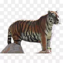 视频mbc埃及艺术家图形-虎131原创-空若网 视频mbc埃及艺术家图形-虎131原创-空若网