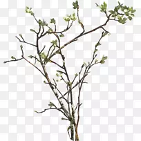 ��֦ĺ��ͷ���Ҷ��ͼ��-֦PNGͼƬ-������