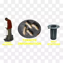 东方地下白蚁-白蚁昆虫-空若网 东方地下白蚁-白蚁昆虫-空若网