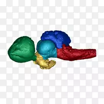 脊髓中枢神经系统脑生理学鱼类神经系统-空若网 脊髓中枢神经系统脑生理学鱼类神经系统-空若网