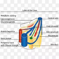 肝窦叶小叶-常见的核心数学笑话-空若网 肝窦叶小叶-常见的核心数学笑话-空若网