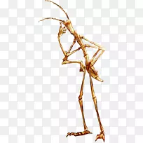 昆虫相体剪贴画行走图像-昆虫-空若网 昆虫相体剪贴画行走图像-昆虫-空若网