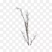 Сֲ֦�ﾥҶ�ݺ�֦����֦-������