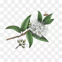 柠檬桃花精油澳洲肥皂驱虫鼠尾草燃烧-空若网 柠檬桃花精油澳洲肥皂驱虫鼠尾草燃烧-空若网