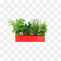 TREYN T6厨房花园园艺.水培罗勒-空若网 TREYN T6厨房花园园艺.水培罗勒-空若网