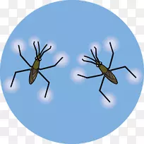 蚊子水生昆虫水行走图.水昆虫-空若网 蚊子水生昆虫水行走图.水昆虫-空若网