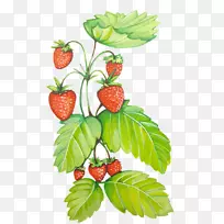 ��ݮ��ȻʳƷ�����ӳ���ʳ���ݮ��-������