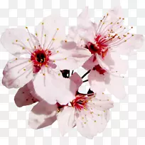 开花果树,樱桃-花-空若网 开花果树,樱桃-花-空若网
