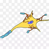 ��Ԫ��ϵͳ����֯ͻ����-��-������