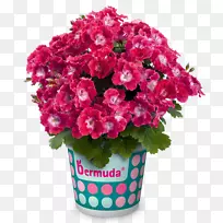 花束、天竺葵、多年生植物-花-空若网 花束、天竺葵、多年生植物-花-空若网