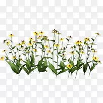 植物插花艺术-植物透明-空若网 植物插花艺术-植物透明-空若网