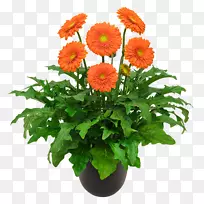 川菊花切花菊花-空若网 川菊花切花菊花-空若网