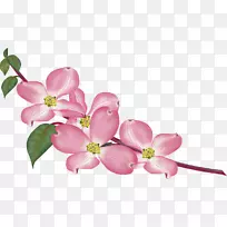 GIF������ͼƬjpeg gfycat-����Paln-������