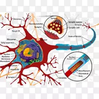 神经元胞体神经系统青蛙神经系统-空若网 神经元胞体神经系统青蛙神经系统-空若网