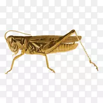 »È³æÀ¥³æ¼ôÌù»Â¶Í·»È³æ-¿ÕÈôÍø »È³æÀ¥³æ¼ôÌù»Â¶Í·»È³æ-¿ÕÈôÍø