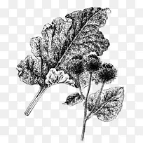 大牛蒡开花植物叶药用植物叶-空若网 大牛蒡开花植物叶药用植物叶-空若网