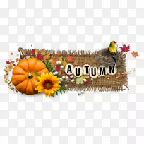 猫图片ch?vi?t博客文本-祝您秋天快乐,我们对您表示感谢。-空若网 猫图片ch?vi?t博客文本-祝您秋天快乐,我们对您表示感谢。-空若网