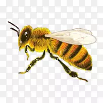西方蜜蜂昆虫蚂蚁黄蜂-空若网 西方蜜蜂昆虫蚂蚁黄蜂-空若网