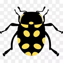 甲虫蝴蝶夹艺术-臭虫-空若网 甲虫蝴蝶夹艺术-臭虫-空若网